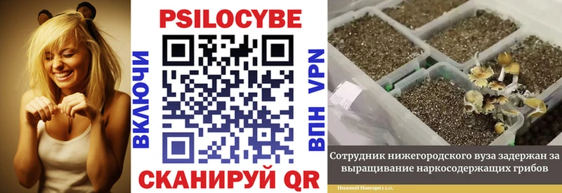 Псилоцибиновые грибы Magic Shrooms  Купить где  Талица 